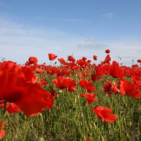 Cozy Retreat In Lägenhet